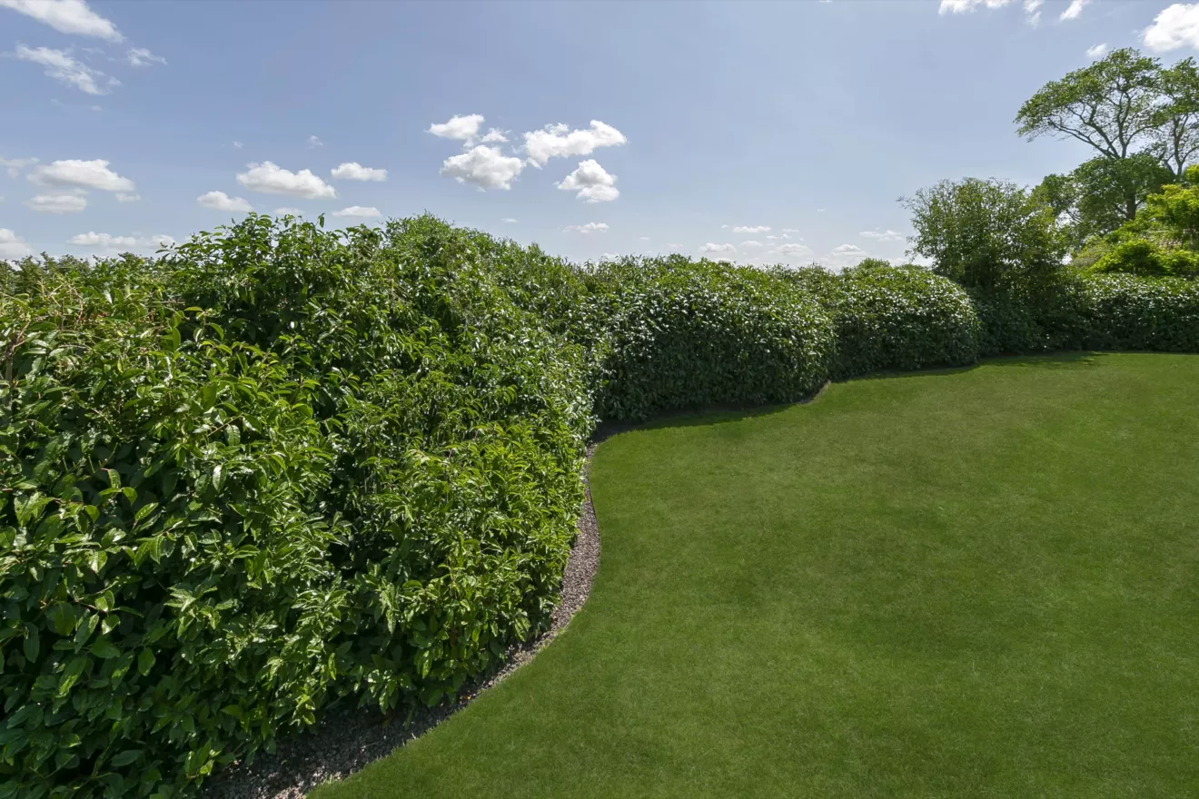 Landelijke tuin met bijhuisje en organische haagmassieven te Veurne (4) -  - Tuinaanleg