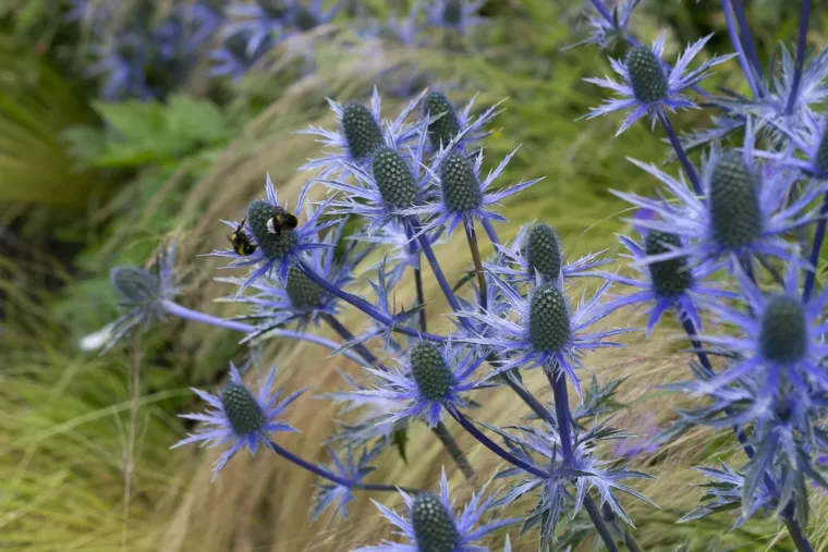 Speelse kusttuin met Dutchborder vol bloemenpracht en tuinberegening te Oostduinkerke (13) - 