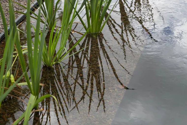 Zwemvijver met strakke afboording (2) - 