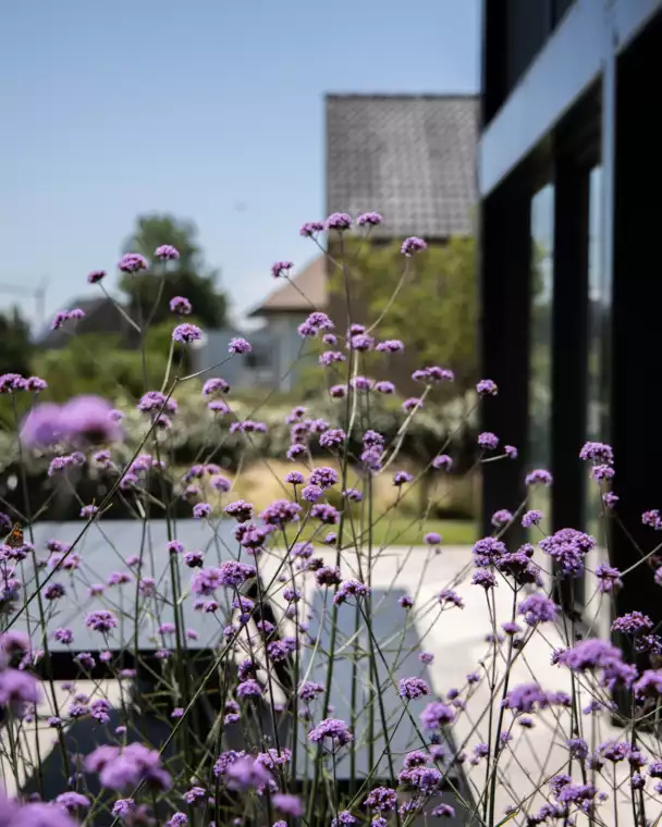 Monoblock bij moderne, strak vormgegeven loungetuin te Westende (4) - 