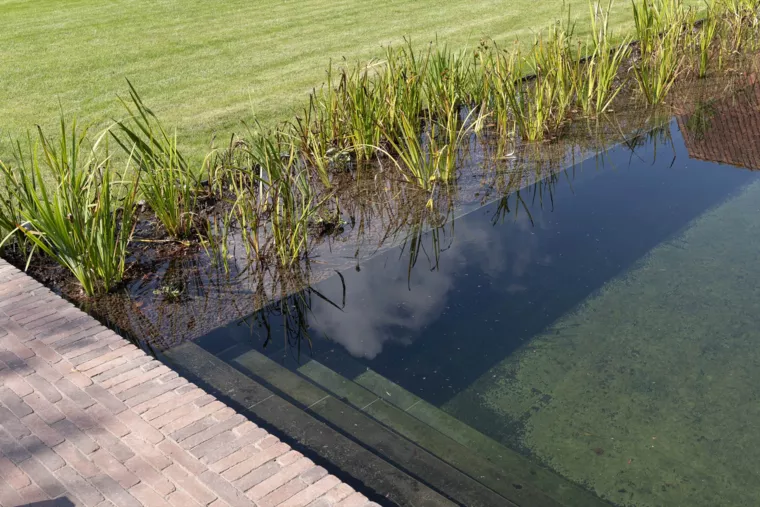 Hoeve met verwarmde zwemvijver en prachtige tuin (16) -  - Zwemvijver