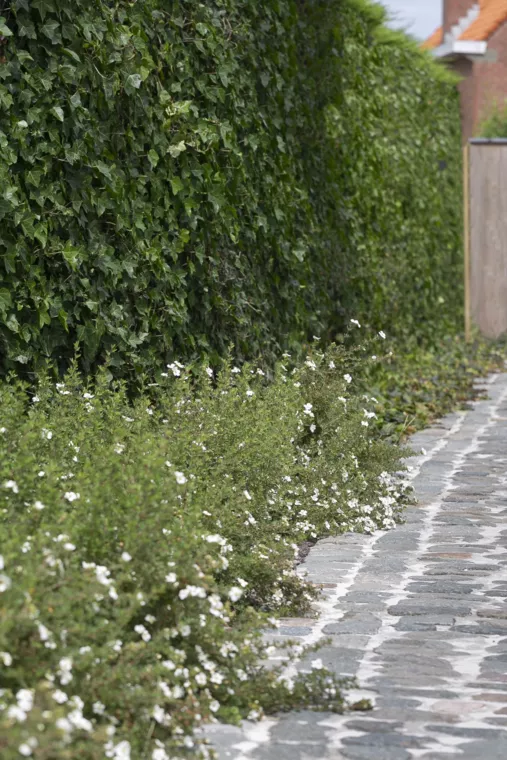 Villatuin te Oostduinkerke met oprit in porfier, uitgewassen beton en kleurrijke borders (4) - 